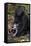 Crested Black Macaque And Baby-Tony Camacho-Framed Premier Image Canvas