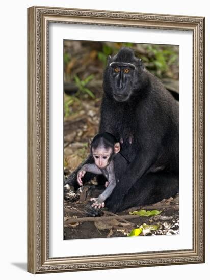 Crested Black Macaque And Baby-Tony Camacho-Framed Photographic Print