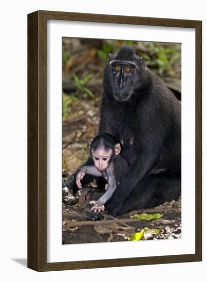 Crested Black Macaque And Baby-Tony Camacho-Framed Photographic Print