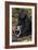 Crested Black Macaque And Baby-Tony Camacho-Framed Photographic Print