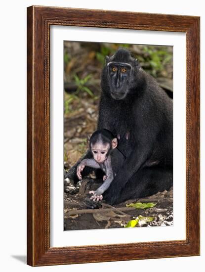 Crested Black Macaque And Baby-Tony Camacho-Framed Photographic Print