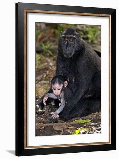 Crested Black Macaque And Baby-Tony Camacho-Framed Photographic Print