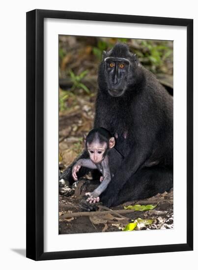 Crested Black Macaque And Baby-Tony Camacho-Framed Photographic Print