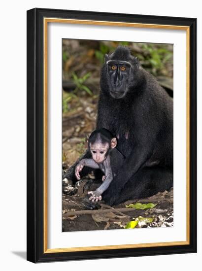 Crested Black Macaque And Baby-Tony Camacho-Framed Photographic Print