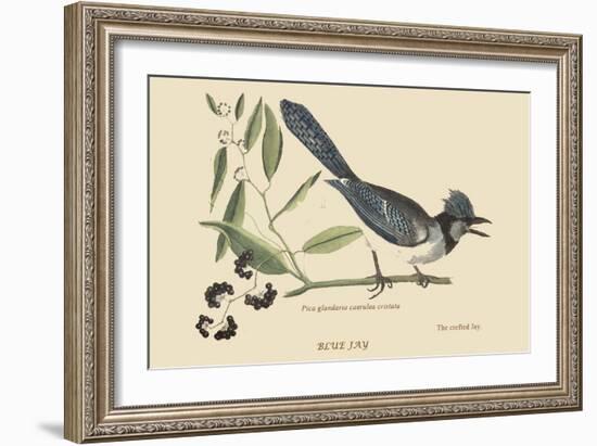 Crested Blue Jay-Mark Catesby-Framed Art Print