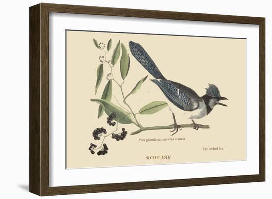 Crested Blue Jay-Mark Catesby-Framed Art Print