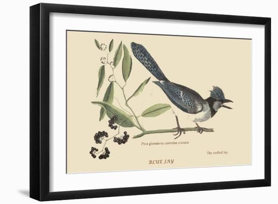 Crested Blue Jay-Mark Catesby-Framed Art Print