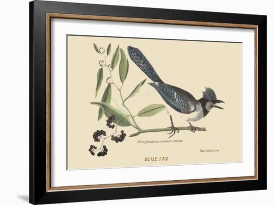 Crested Blue Jay-Mark Catesby-Framed Art Print