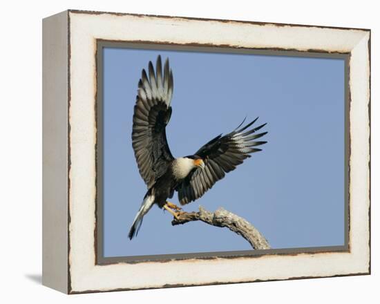 Crested Caracara Landing on Tree Branch, Cozad Ranch, Linn, Texas, USA-Arthur Morris-Framed Premier Image Canvas