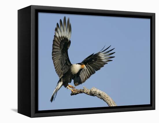 Crested Caracara Landing on Tree Branch, Cozad Ranch, Linn, Texas, USA-Arthur Morris-Framed Premier Image Canvas