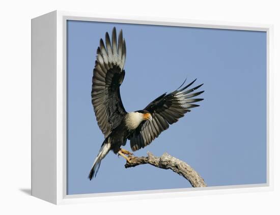 Crested Caracara Landing on Tree Branch, Cozad Ranch, Linn, Texas, USA-Arthur Morris-Framed Premier Image Canvas