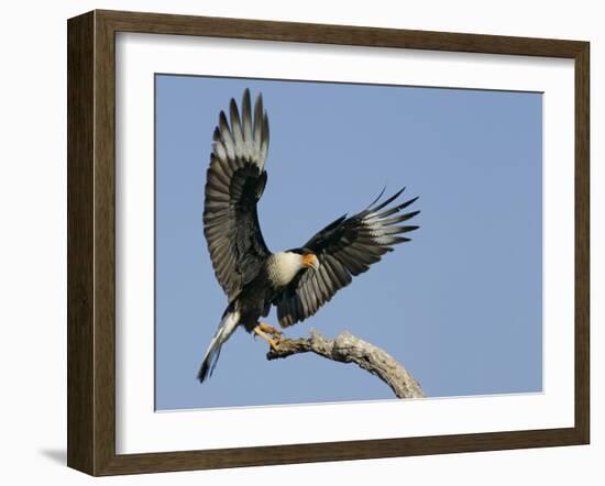 Crested Caracara Landing on Tree Branch, Cozad Ranch, Linn, Texas, USA-Arthur Morris-Framed Photographic Print