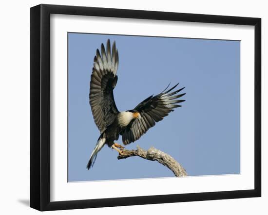 Crested Caracara Landing on Tree Branch, Cozad Ranch, Linn, Texas, USA-Arthur Morris-Framed Photographic Print