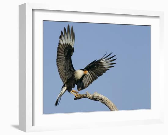 Crested Caracara Landing on Tree Branch, Cozad Ranch, Linn, Texas, USA-Arthur Morris-Framed Photographic Print