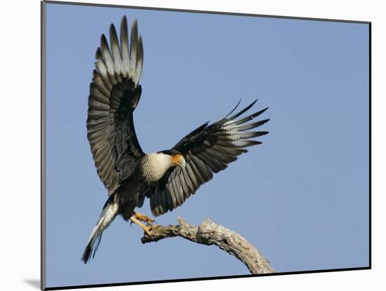 Crested Caracara Landing on Tree Branch, Cozad Ranch, Linn, Texas, USA-Arthur Morris-Mounted Photographic Print