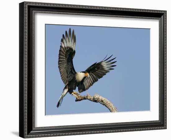 Crested Caracara Landing on Tree Branch, Cozad Ranch, Linn, Texas, USA-Arthur Morris-Framed Photographic Print