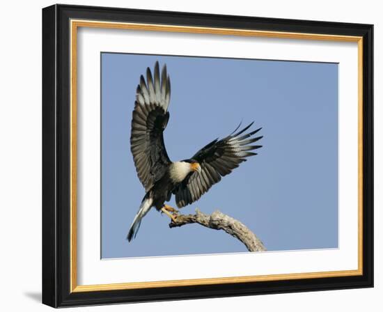 Crested Caracara Landing on Tree Branch, Cozad Ranch, Linn, Texas, USA-Arthur Morris-Framed Photographic Print