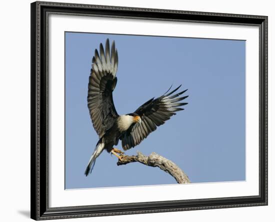 Crested Caracara Landing on Tree Branch, Cozad Ranch, Linn, Texas, USA-Arthur Morris-Framed Photographic Print