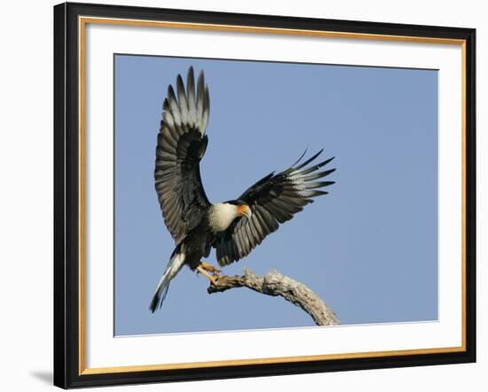 Crested Caracara Landing on Tree Branch, Cozad Ranch, Linn, Texas, USA-Arthur Morris-Framed Photographic Print