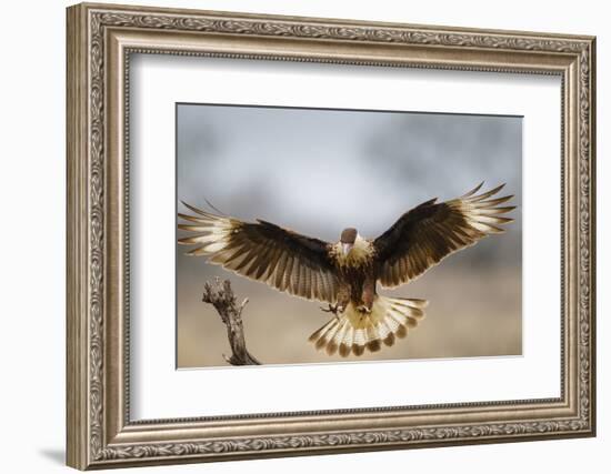 Crested Caracara Landing-Larry Ditto-Framed Photographic Print