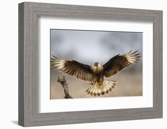 Crested Caracara Landing-Larry Ditto-Framed Photographic Print