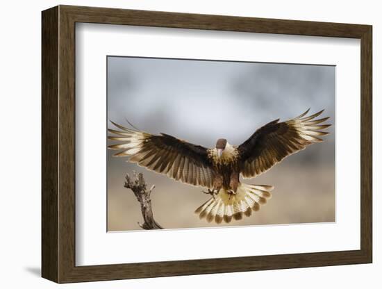 Crested Caracara Landing-Larry Ditto-Framed Photographic Print