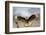 Crested Caracara Landing-Larry Ditto-Framed Photographic Print