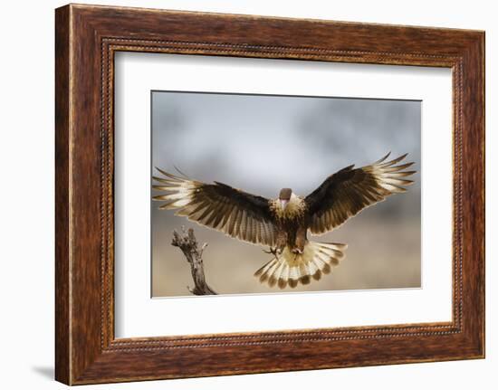 Crested Caracara Landing-Larry Ditto-Framed Photographic Print