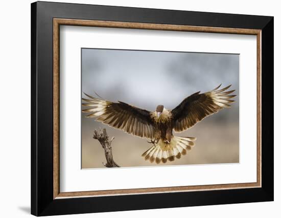 Crested Caracara Landing-Larry Ditto-Framed Photographic Print