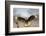 Crested Caracara Landing-Larry Ditto-Framed Photographic Print