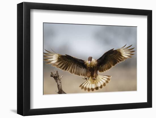 Crested Caracara Landing-Larry Ditto-Framed Photographic Print