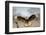 Crested Caracara Landing-Larry Ditto-Framed Photographic Print