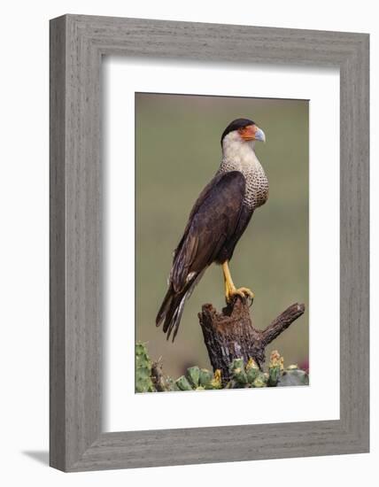 Crested caracara perched. Rio Grande Valley, Texas-Adam Jones-Framed Photographic Print