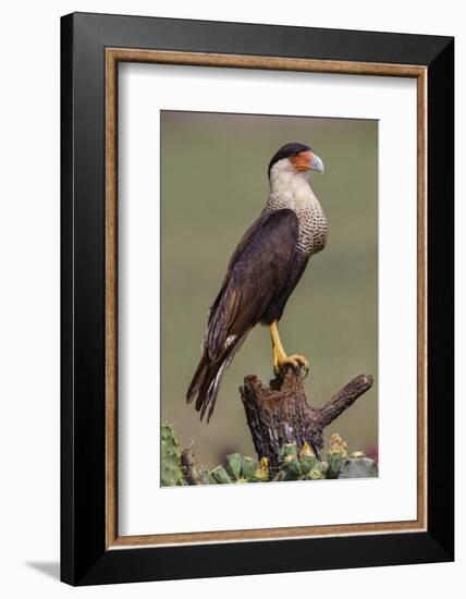 Crested caracara perched. Rio Grande Valley, Texas-Adam Jones-Framed Photographic Print