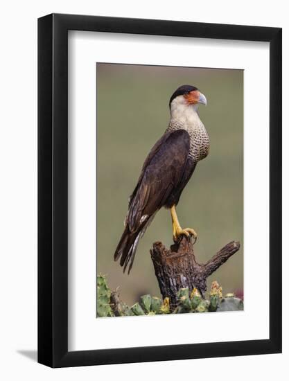 Crested caracara perched. Rio Grande Valley, Texas-Adam Jones-Framed Photographic Print