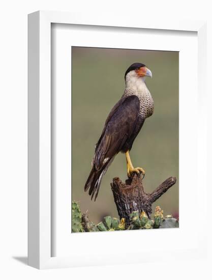 Crested caracara perched. Rio Grande Valley, Texas-Adam Jones-Framed Photographic Print