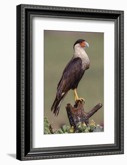 Crested caracara perched. Rio Grande Valley, Texas-Adam Jones-Framed Photographic Print