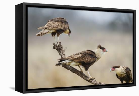 Crested Caracara Perched-Larry Ditto-Framed Premier Image Canvas