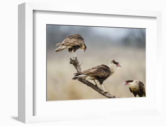 Crested Caracara Perched-Larry Ditto-Framed Premium Photographic Print