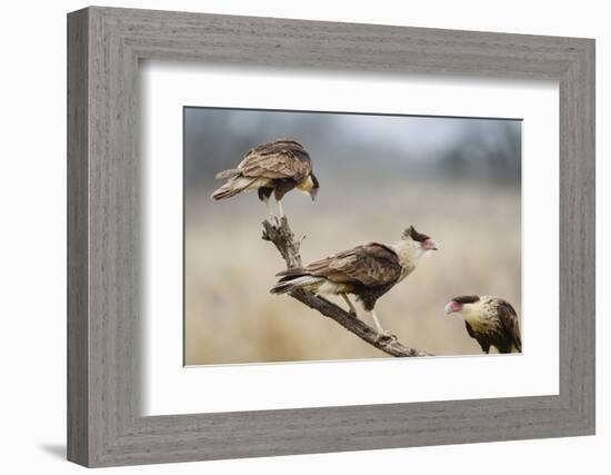 Crested Caracara Perched-Larry Ditto-Framed Photographic Print