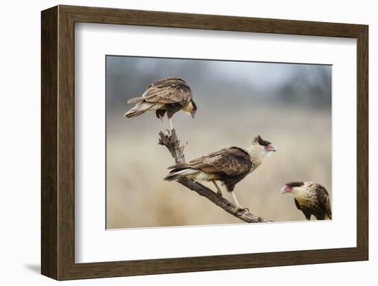 Crested Caracara Perched-Larry Ditto-Framed Photographic Print