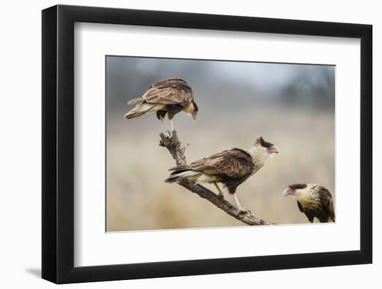 Crested Caracara Perched-Larry Ditto-Framed Photographic Print