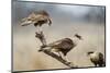 Crested Caracara Perched-Larry Ditto-Mounted Photographic Print