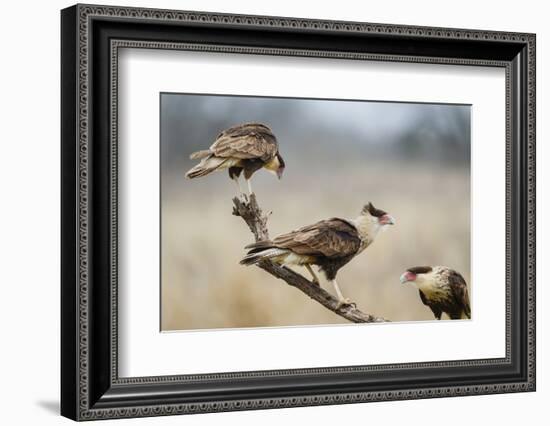 Crested Caracara Perched-Larry Ditto-Framed Photographic Print