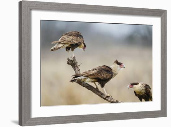 Crested Caracara Perched-Larry Ditto-Framed Photographic Print