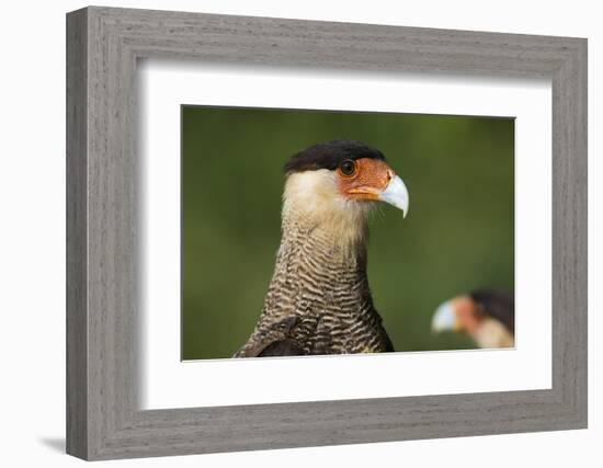 Crested caracara (Polyborus plancus), Pantanal, Mato Grosso, Brazil, South America-Sergio Pitamitz-Framed Photographic Print