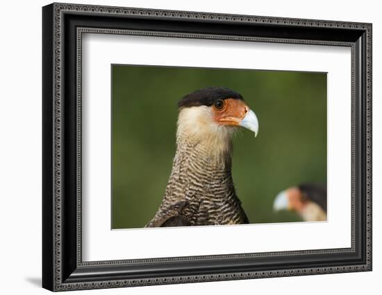 Crested caracara (Polyborus plancus), Pantanal, Mato Grosso, Brazil, South America-Sergio Pitamitz-Framed Photographic Print