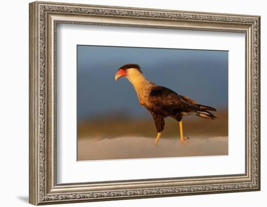 crested caracara walking on beach, mexico-claudio contreras-Framed Photographic Print