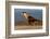 crested caracara walking on beach, mexico-claudio contreras-Framed Photographic Print