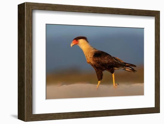 crested caracara walking on beach, mexico-claudio contreras-Framed Photographic Print